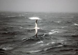 Wandering albatrosses
